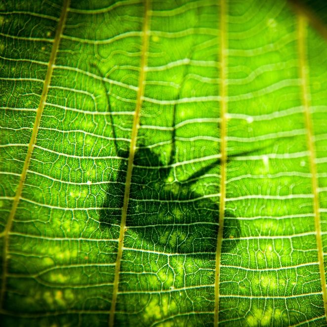 Wielka rola małych istot