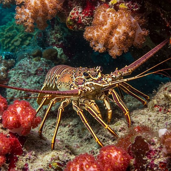 UK: dobre zmiany dla homarów (i nie tylko!)